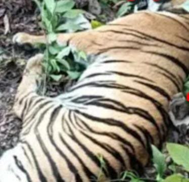 सिंदेवाही येथील रेल्वे रुळाच्या मार्गावरती एक वर्ष मादी वाघिणीचा अपघातात मृत्यू.