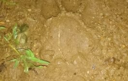 लोणवाही मध्ये फिरतो भर दिवसा पट्टेदार वाघ आणि बिबट्या
